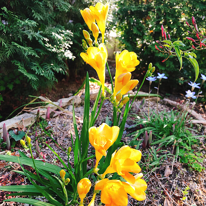 花壇 手作り 花壇 黄色 黄色い花 可愛い などのインテリア実例 04 11 10 43 00 Roomclip ルームクリップ