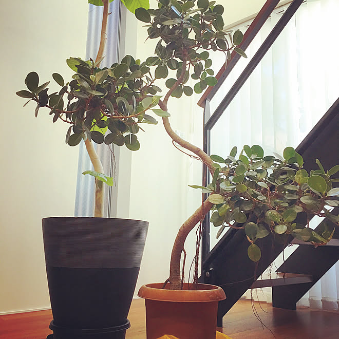 リビング パンダガジュマル ウンベラータ 観葉植物 スケルトン階段 などのインテリア実例 18 04 19 10 43 00 Roomclip ルームクリップ