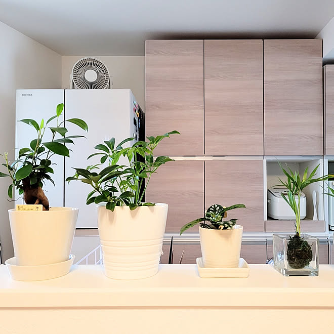 リビング Ikea 観葉植物 ナチュラルキッチン 100均 などのインテリア実例 22 04 09 11 07 Roomclip ルームクリップ