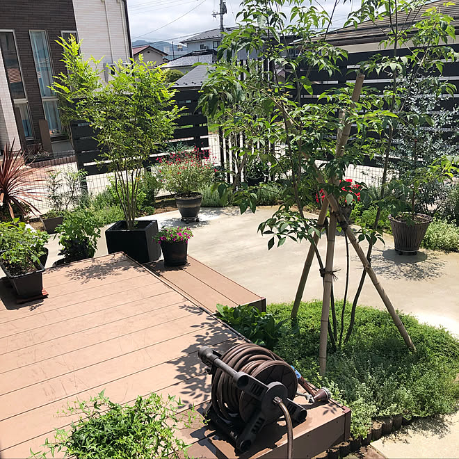 一人暮らし 平屋 庭 オリーブ ユーカリ などのインテリア実例 19 07 17 14 53 37 Roomclip ルームクリップ