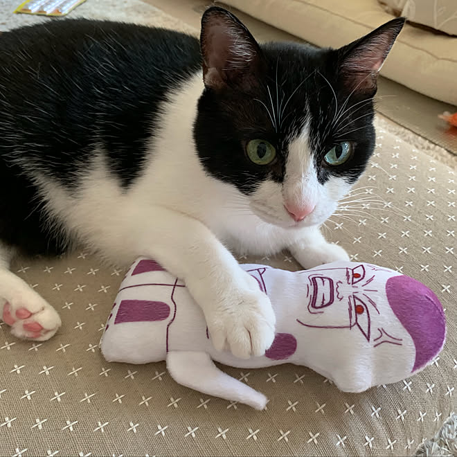 フリーザ様 けりぐるみ 買いました ねこ ねこのいる日常 などのインテリア実例 19 08 13 16 27 39 Roomclip ルームクリップ