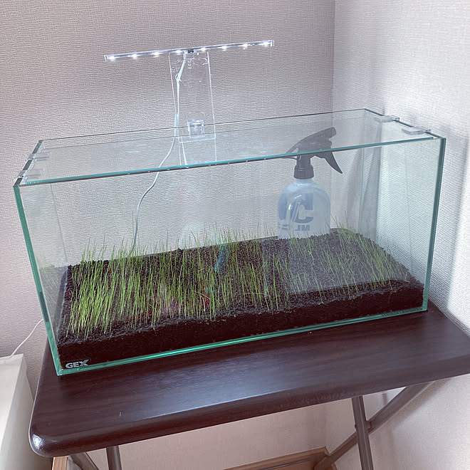 水草 種から育成中 水槽のある部屋 趣味部屋 リビングのインテリア実例 21 09 21 12 21 05 Roomclip ルームクリップ