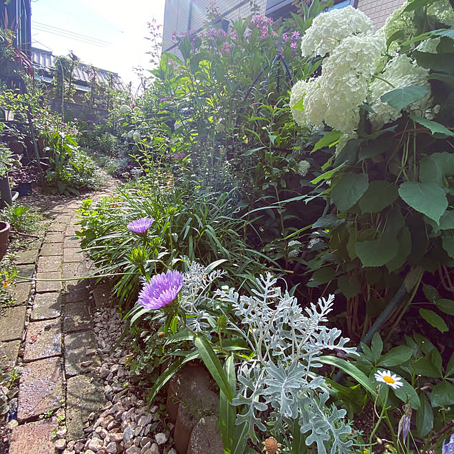 レンガの小道diy ナチュラルガーデン 手作りの庭 シェードガーデン 裏庭 などのインテリア実例 06 17 08 43 31 Roomclip ルームクリップ