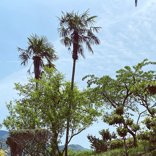 シュロの木 庭 思い出 玄関 入り口のインテリア実例 21 05 04 11 23 36 Roomclip ルームクリップ