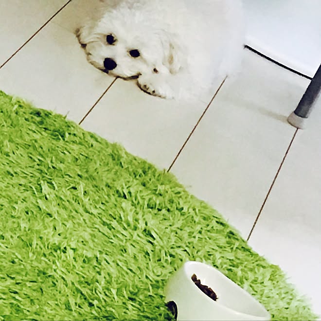リビング おあずけする犬 待て が長すぎるよぉ まるぷーmix犬 いぬと暮らすのインテリア実例 16 06 30 18 07 45 Roomclip ルームクリップ