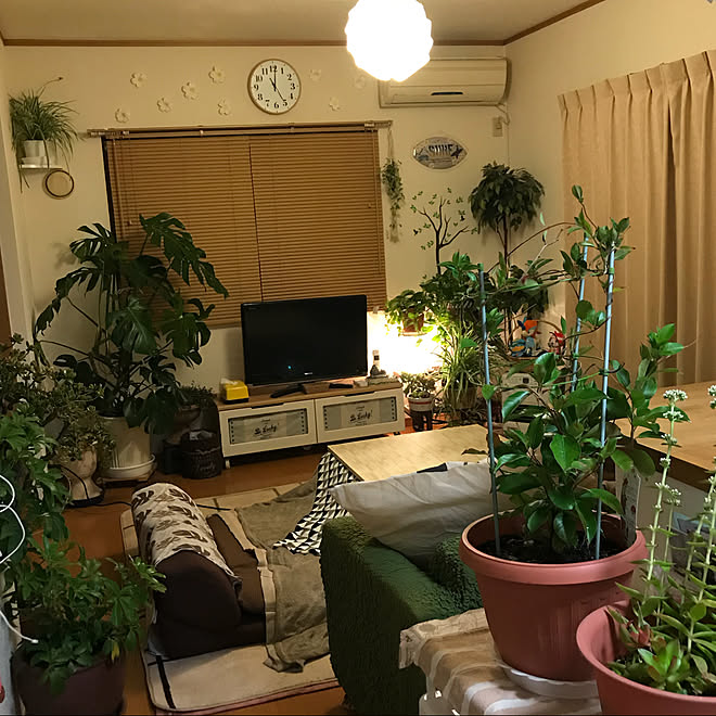 リビング ダイソーの棚 ジャングル化 家に入れました 観葉植物のインテリア実例 17 10 28 17 15 15 Roomclip ルームクリップ リビング ダイソーの棚 ジャングル化 家に入れました 観葉植物のインテリア実例 17 10 28 17 15 15 Roomclip ルームクリップ