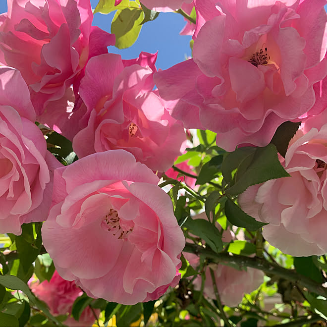 ばらの庭 薔薇 薔薇が好き ばら大好き バラのある庭 などのインテリア実例 05 14 35 58 Roomclip ルームクリップ ばらの庭 薔薇 薔薇が好き ばら大好き バラのある庭 などのインテリア実例 05 14 35 58 Roomclip ルームクリップ