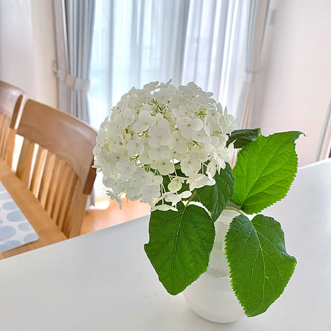癒し 紫陽花 アナベル 切り花 お花のある暮らし などのインテリア実例 22 06 15 05 44 12 Roomclip ルームクリップ 癒し 紫陽花 アナベル 切り花 お花のある暮らし などのインテリア実例 22 06 15 05 44 12 Roomclip ルームクリップ