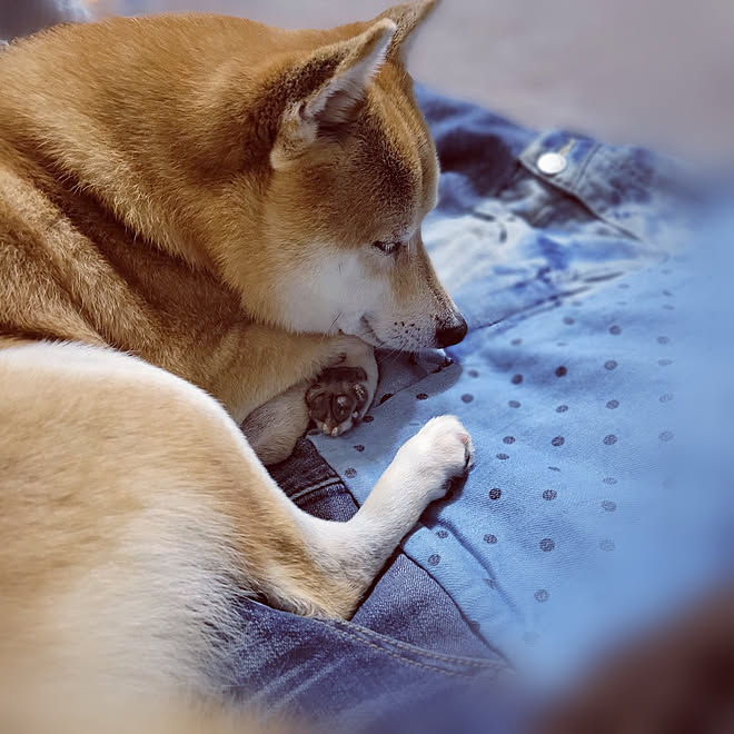 リビング 冬支度 冬支度はじまめました こたつのある部屋 こたつ好きな犬のインテリア実例 22 11 07 17 38 41 Roomclip ルームクリップ リビング 冬支度 冬支度はじまめました こたつのある部屋 こたつ好きな犬のインテリア実例 22 11 07 17 38 41 Roomclip ルームクリップ