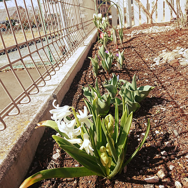 部屋全体 ヒヤシンス ヒヤシンス水耕栽培 ヒヤシンス水耕栽培 その後 チューリップ などのインテリア実例 22 03 19 18 53 51 Roomclip ルームクリップ