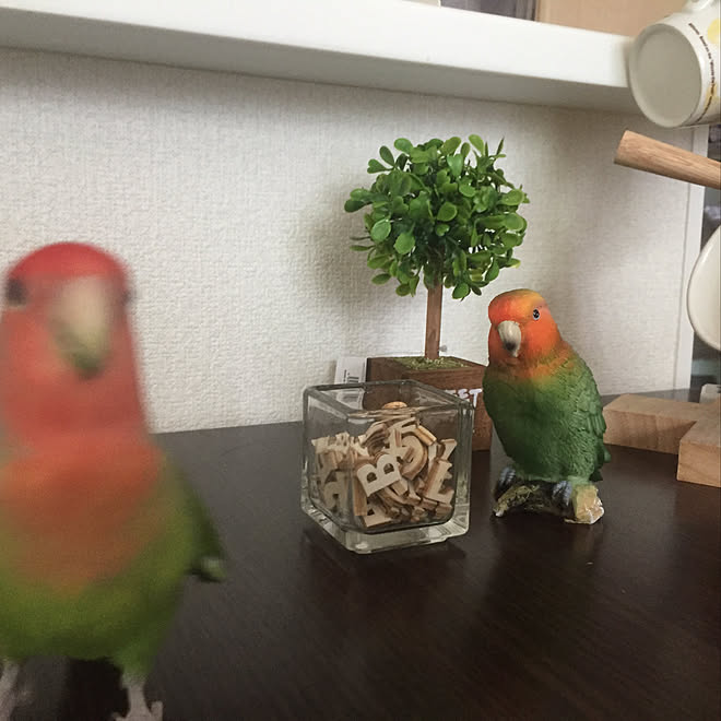 机 ガーデンインテリア コザクラインコ インコの置物 小鳥さん フェイクグリーン などのインテリア実例 19 06 21 31 27 Roomclip ルームクリップ