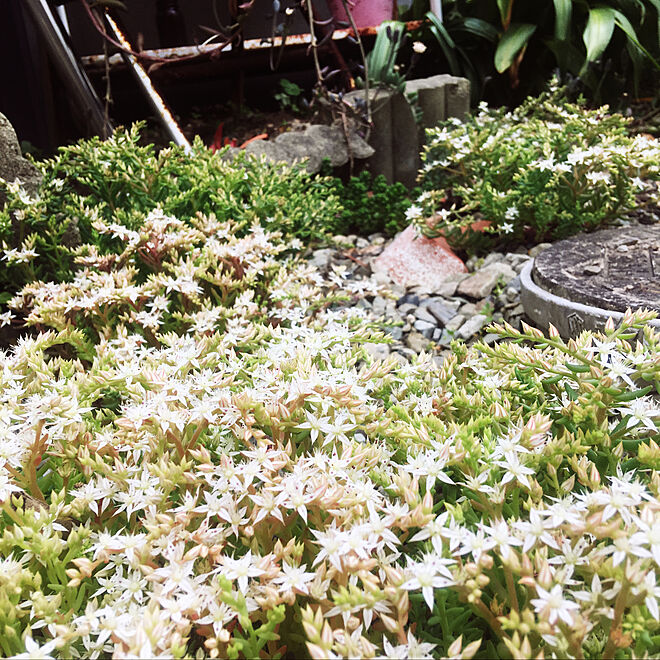 多肉植物 サビサビ 白い花が好き 玄関 入り口のインテリア実例 19 05 18 12 04 23 Roomclip ルームクリップ