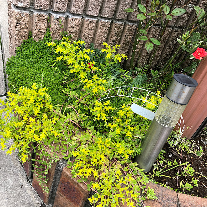 ポストの下の花壇 セダム増殖中 癒し 雑草対策 いいね いつもありがとうございます などのインテリア実例 05 22 22 53 41 Roomclip ルームクリップ ポストの下の花壇 セダム増殖中 癒し 雑草対策 いいね いつもありがとうございます などのインテリア実例 05 22 22 53 41 Roomclip ルームクリップ