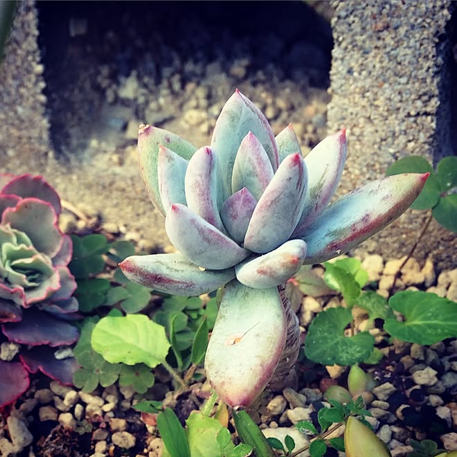 玄関 入り口 雨ざらし 多肉畑 多肉植物 霜の朝のインテリア実例 15 01 24 21 40 28 Roomclip ルームクリップ