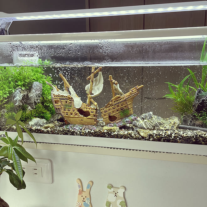 魚のいない水槽 エアレーション水槽ฅʕ ʔฅ ぐりーんと暮らす おうち時間 キッチンのインテリア実例 22 07 16 08 38 14 Roomclip ルームクリップ