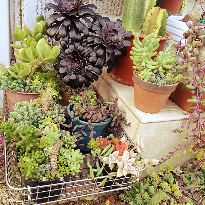 多肉寄せ植え ガーデニング 多肉植物 春萌 虹の玉 などのインテリア実例 15 05 24 17 31 08 Roomclip ルームクリップ