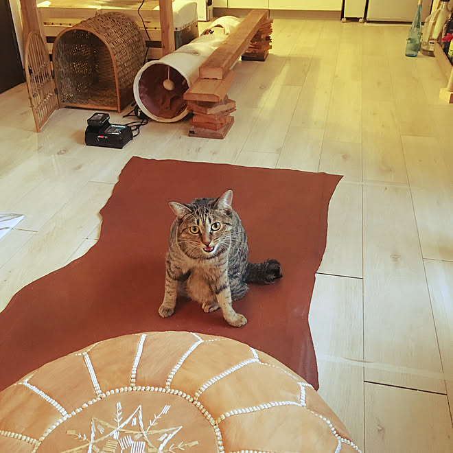 makitaのコードレス掃除機/ねこと暮らす/古いアパート/猫カフェ風 