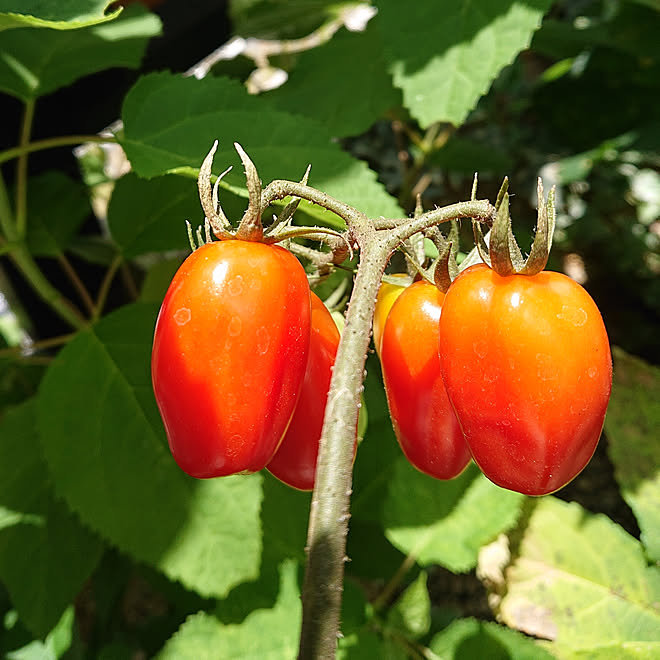 玄関 入り口 ミニトマト ミニトマトの種から栽培 お庭の花 成長記録 などのインテリア実例 08 13 18 51 12 Roomclip ルームクリップ 玄関 入り口 ミニトマト ミニトマトの種から栽培 お庭の花 成長記録 などのインテリア実例 08 13 18 51 12 Roomclip ルームクリップ