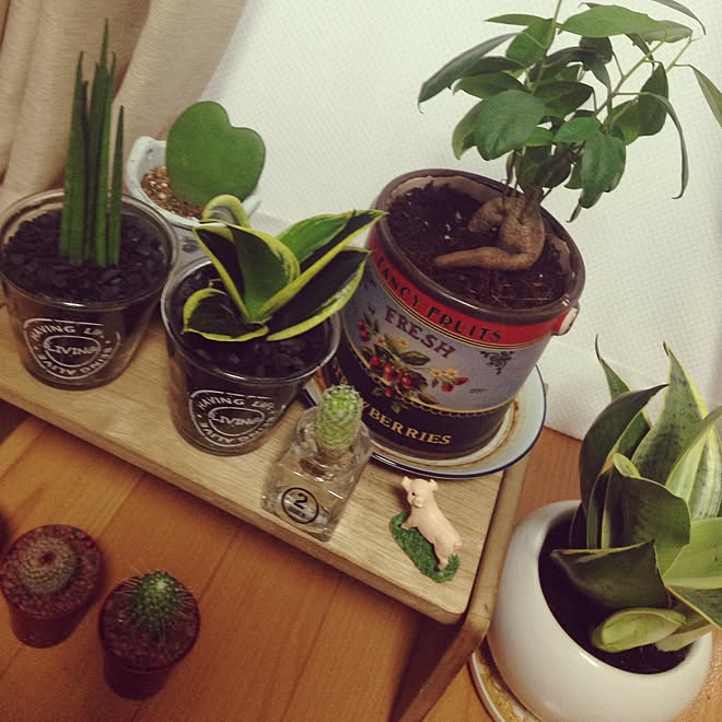 棚 水栽培 炭植え サボテン サンスベリア などのインテリア実例 15 09 05 16 14 59 Roomclip ルームクリップ 棚 水栽培 炭植え サボテン サンスベリア などのインテリア実例 15 09 05 16 14 59 Roomclip ルームクリップ