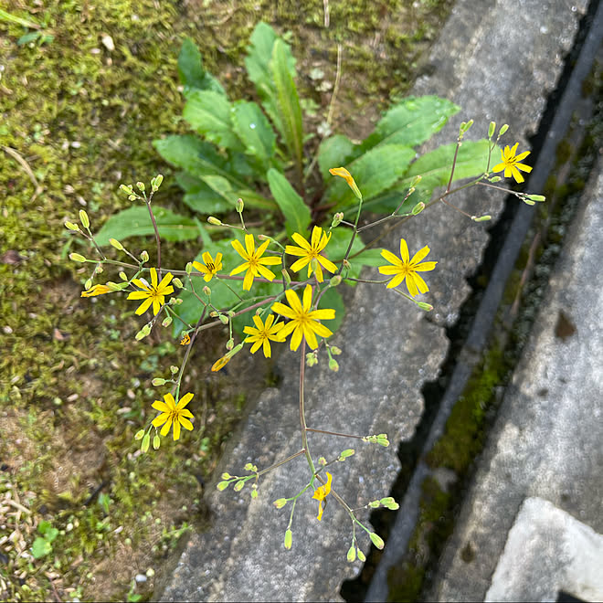 黄色い花グランドカバー キク科多年草 5月から7月開花 快晴31 蒸し暑いですねぇ などのインテリア実例 22 07 16 23 55 02 Roomclip ルームクリップ