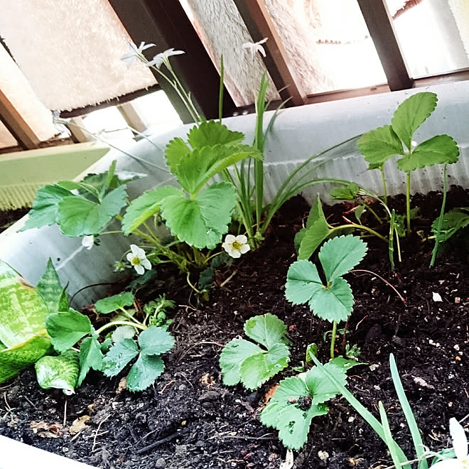 玄関 入り口 植物のある暮らし 家庭菜園 いちご栽培 プランター菜園 などのインテリア実例 18 03 29 22 26 31 Roomclip ルームクリップ