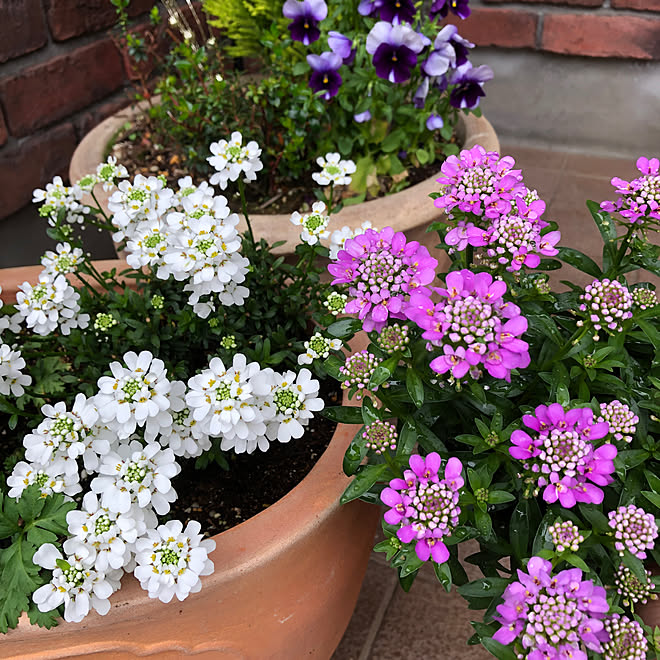 イベリスクイーンアメジスト イベリス ブライダルブーケ 花のある暮らし 鉢植え 玄関前 などのインテリア実例 22 04 19 21 15 48 Roomclip ルームクリップ