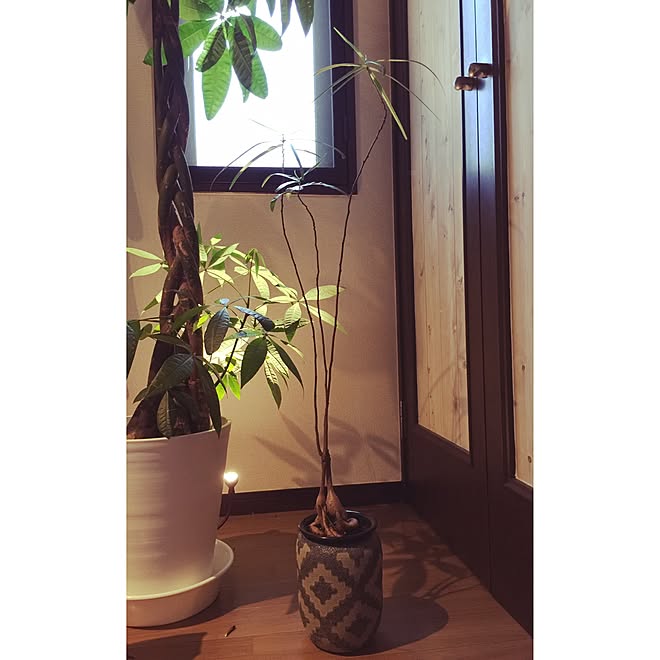 n.y0502 - 観葉植物/ブラキシトン ルペストリス/パキラ のインテリア実例n.y0502 - 観葉植物/ブラキシトン ルペストリス/パキラ のインテリア実例