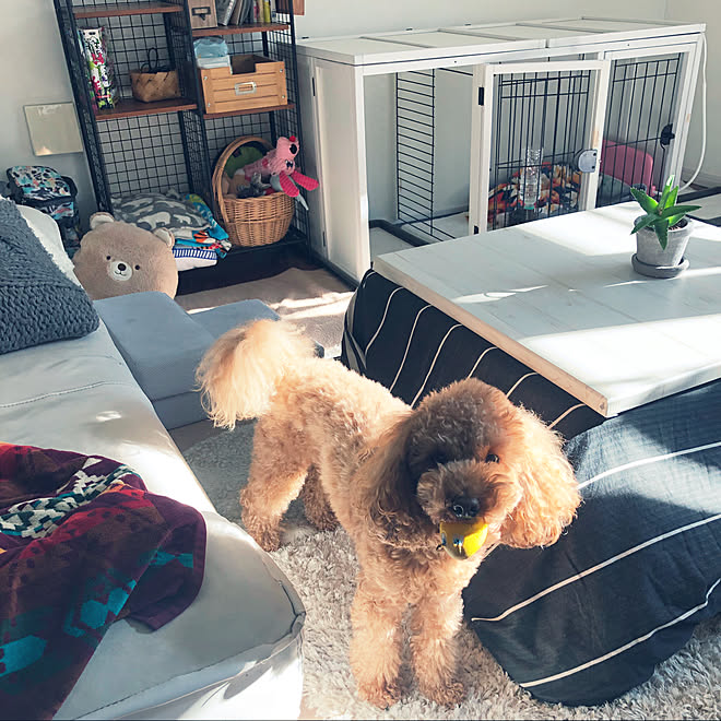 部屋全体 こたつ 犬 犬のいる暮らし 多肉植物 などのインテリア実例 17 12 06 10 21 23 Roomclip ルームクリップ