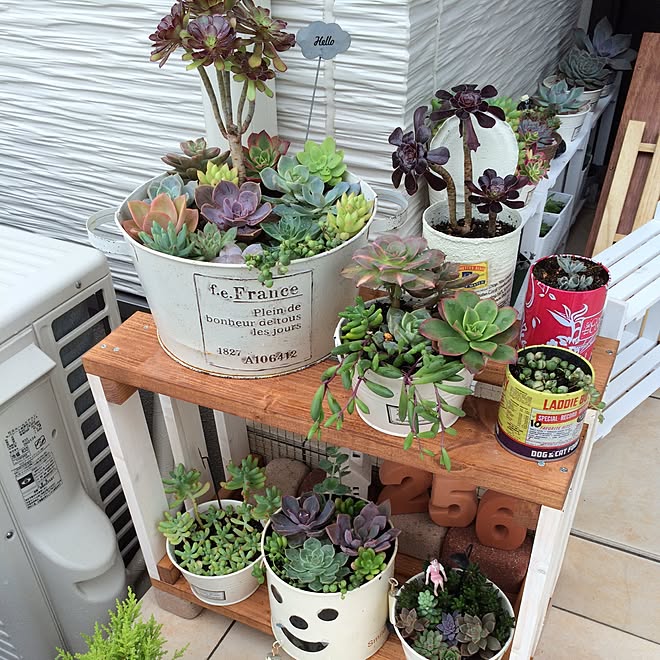 多肉植物 多肉寄せ植え コップのフチ子さん 黒法師 キャベツbox などのインテリア実例 15 07 06 15 29 15 Roomclip ルームクリップ
