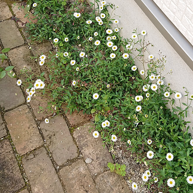 玄関 入り口 お家東側 エリゲロンが咲きだしました レンガ道diy 目地は固まる土で雑草知らず などのインテリア実例 04 10 23 45 Roomclip ルームクリップ