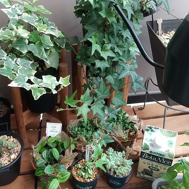リビング 観葉植物 多肉植物 植物のある暮らし 虫対策 などのインテリア実例 22 07 19 19 37 35 Roomclip ルームクリップ