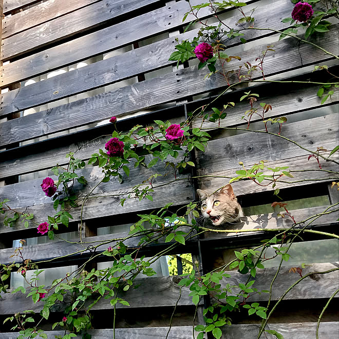 つるバラ誘引 猫脱走防止パレットdiy にゃるソック 紫玉 縁側ウッドデッキ などのインテリア実例 05 17 09 22 32 Roomclip ルームクリップ