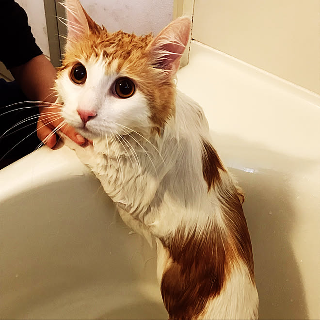 ねこのいる日常 お風呂 メインクーン バス トイレのインテリア実例 19 04 28 17 26 41 Roomclip ルームクリップ ねこのいる日常 お風呂 メインクーン バス トイレのインテリア実例 19 04 28 17 26 41 Roomclip ルームクリップ