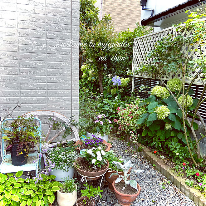 夏の寄せ植え/サンパティオ/サンパチェンス/サカタのタネ/花のある暮らし...などのインテリア実例 20210701 085028