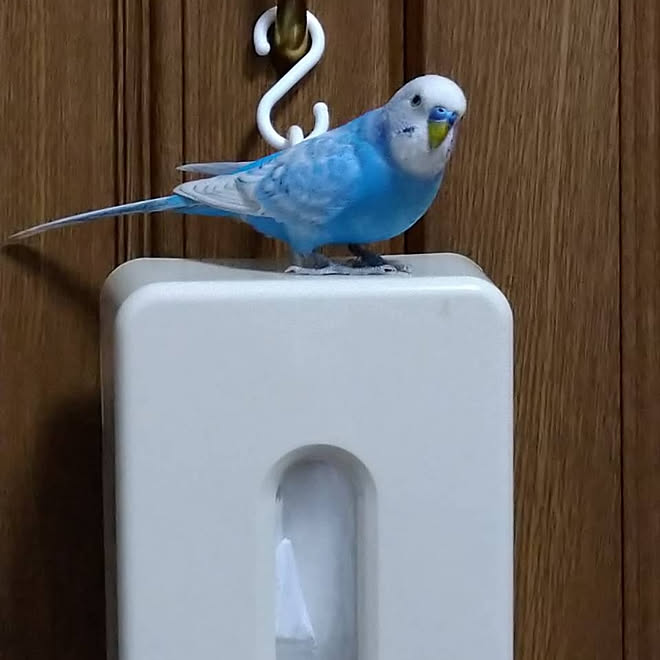 玄関 入り口 セキセイインコ 鳥と暮らす 鳥 犬 などのインテリア実例 06 39 22 Roomclip ルームクリップ