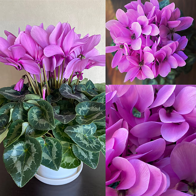 癒される 癒される クリスマスの花 シクラメン頑張って咲いてます シクラメン鉢植え などのインテリア実例 21 12 21 33 52 Roomclip ルームクリップ 癒される 癒される クリスマスの花 シクラメン頑張って咲いてます シクラメン鉢植え などのインテリア実例 21 12 21 33 52 Roomclip ルームクリップ