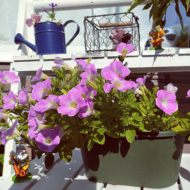 玄関 入り口 ペチュニア 北海道 花台 ホーマック などのインテリア実例 22 10 09 10 30 33 Roomclip ルームクリップ 玄関 入り口 ペチュニア 北海道 花台 ホーマック などのインテリア実例 22 10 09 10 30 33 Roomclip ルームクリップ