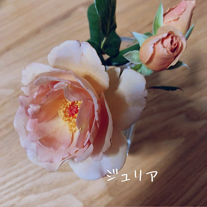 ジュリア 薔薇が好き 薔薇のある暮らし ばらが咲きました 机のインテリア実例 06 21 59 37 Roomclip ルームクリップ
