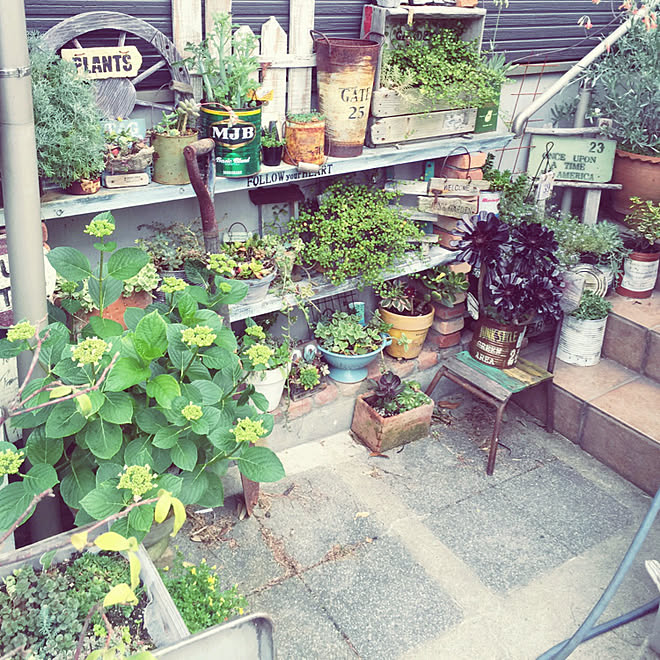 玄関下の階段の棚 多肉植物 ガーデニング ジャンクガーデン 錆び錆び などのインテリア実例 17 07 31 06 58 Roomclip ルームクリップ 玄関下の階段の棚 多肉植物 ガーデニング ジャンクガーデン 錆び錆び などのインテリア実例 17 07 31 06 58 Roomclip ルームクリップ