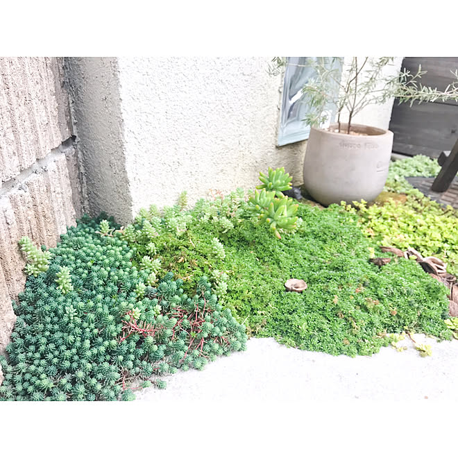 みどりのある暮らし 多肉植物のある暮らし 玄関前ガーデニング 地植えセダム 暮らしを楽しむ などのインテリア実例 19 03 19 16 06 53 Roomclip ルームクリップ みどりのある暮らし 多肉植物のある暮らし 玄関前ガーデニング 地植えセダム 暮らしを楽しむ などのインテリア実例 19 03 19 16 06 53 Roomclip ルームクリップ