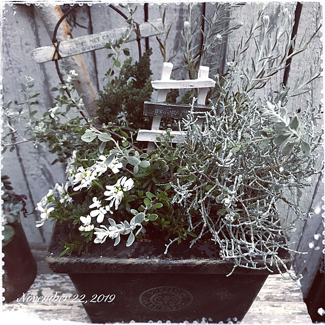 シルバーリーフ 冬の寄せ植え 寄せ植え Junk リメ鉢 などのインテリア実例 19 11 22 18 59 Roomclip ルームクリップ