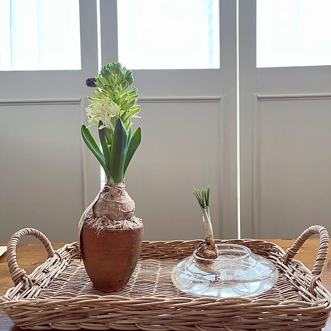 ヒヤシンス クロッカス スガハラガラス 球根水栽培 1969組 などのインテリア実例 22 02 09 10 06 30 Roomclip ルームクリップ