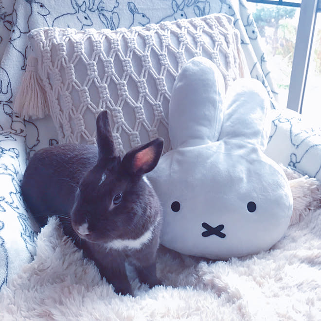 地味うさぎ うさぎ うさぎと暮らす ミッフィー ニトリのフリーケット などのインテリア実例 21 02 27 21 39 26 Roomclip ルームクリップ