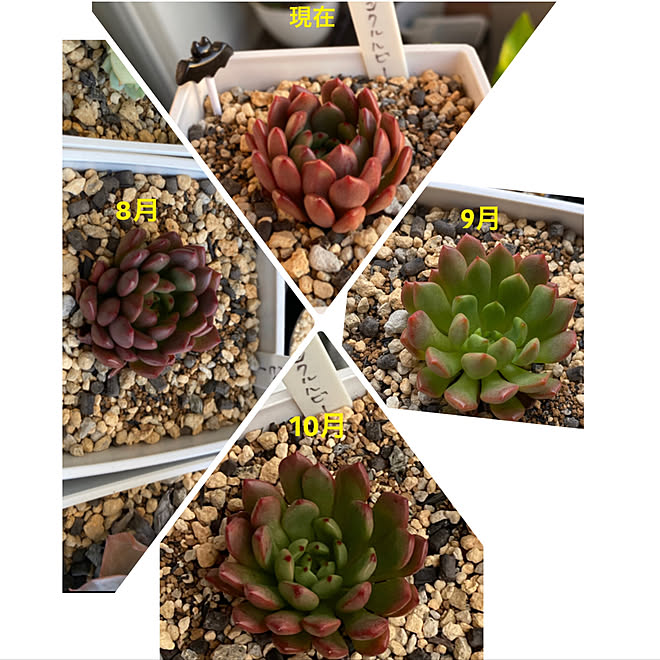 ピンクルルビー 庭 多肉植物 ガーデニング初心者 ガーデニング勉強中のインテリア実例 11 02 00 53 33 Roomclip ルームクリップ