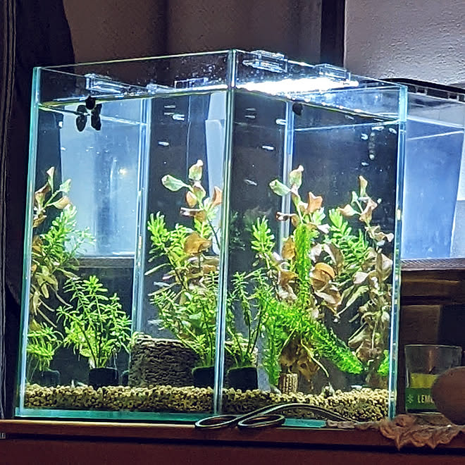 わが家の明かり メダカの水槽 水槽のある部屋 メダカ Ledライト などのインテリア実例 22 11 27 21 55 31 Roomclip ルームクリップ