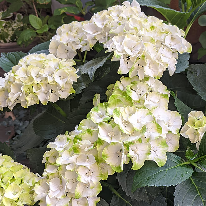 玄関 入り口 賃貸マンションのベランダ 紫陽花 カイピリーニャ 秋色紫陽花 などのインテリア実例 06 09 06 51 49 Roomclip ルームクリップ