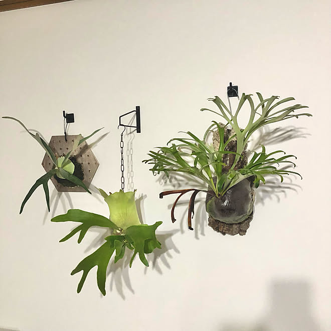 板付け コルク付け 苔玉 コウモリラン ビカクシダ アルキコルネ などのインテリア実例 21 09 19 21 23 41 Roomclip ルームクリップ 板付け コルク付け 苔玉 コウモリラン ビカクシダ アルキコルネ などのインテリア実例 21 09 19 21 23 41 Roomclip ルームクリップ