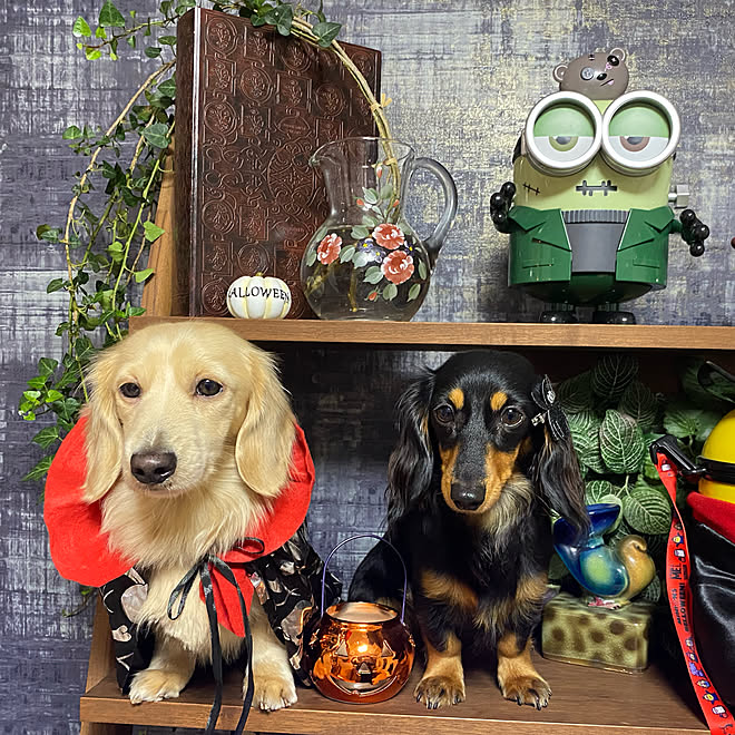 ハロウィン 犬 ダックスフンド 植物のある暮らし ユニバーサルスタジオジャパン などのインテリア実例 10 31 18 16 36 Roomclip ルームクリップ ハロウィン 犬 ダックスフンド 植物のある暮らし ユニバーサルスタジオジャパン などのインテリア実例 10 31 18 16 36 Roomclip ルームクリップ
