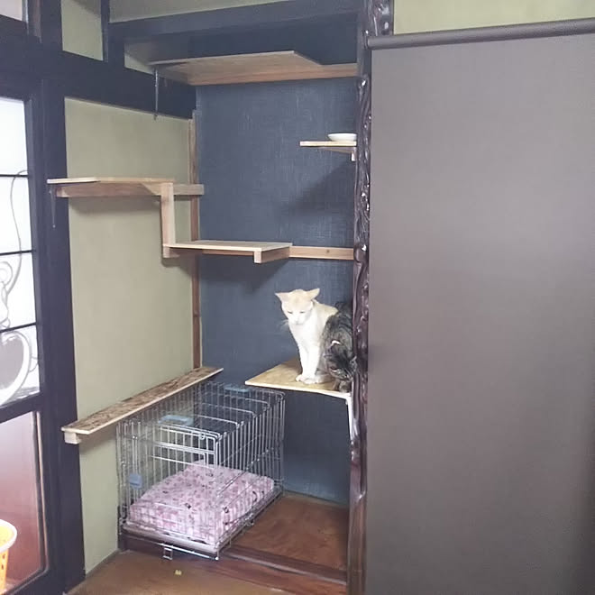 棚 Diy ６畳 ねこと暮らす 猫 などのインテリア実例 18 07 15 15 49 13 Roomclip ルームクリップ