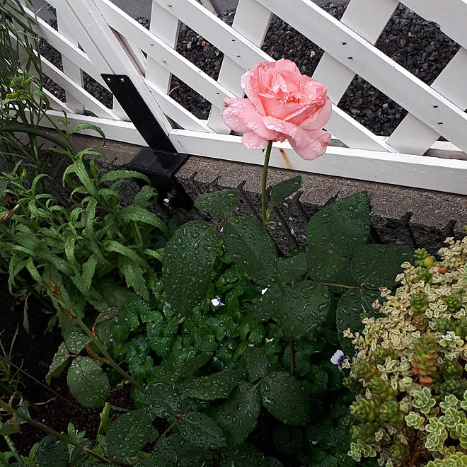 部屋全体 挿し木成功 薔薇のある暮らし 薔薇初心者 お花のある生活 などのインテリア実例 19 05 28 13 35 21 Roomclip ルームクリップ